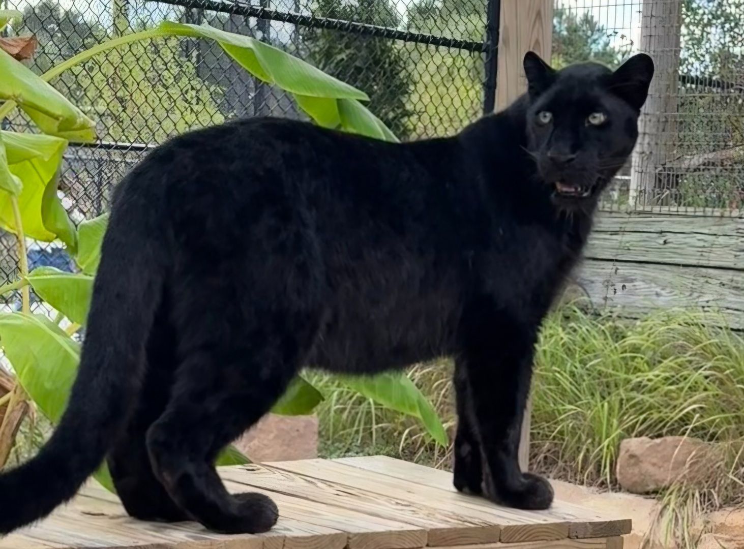 ⚠️南海の黒豹 Alabama Gulf Coast Zoo Adds Rare Black Amur Leopard To Big Cat
